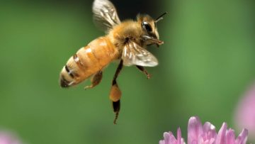 وبینار کنه تروپیله لپس